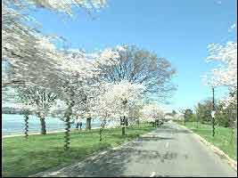 Cherry Blossoms at the Tidal Basin